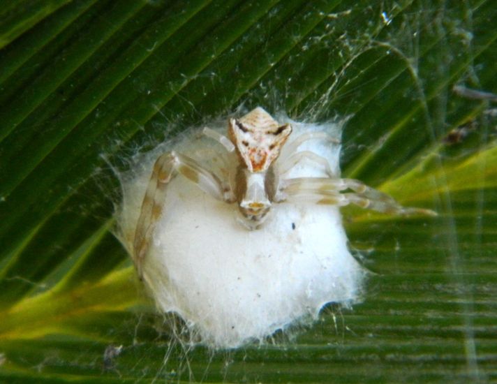 Thomisidae (Thomisus onustus) con ovisacco